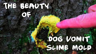 The Beauty of Dog Vomit Slime Mold [upl. by Poyssick]