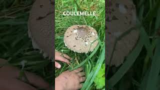 La coulemelle lepiote mushroom foret forêt food [upl. by Annaet]