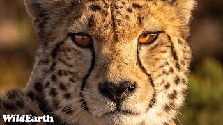 SafariLIVE Sunrise Safari  01 August 2024 [upl. by Mond555]