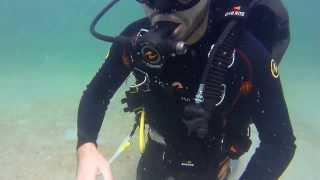 Scuba Diving in Dubai  Jumeirah 1 [upl. by Ahsila449]