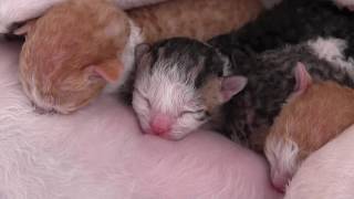 Newborn kittens Cornish Rex loook at those cuties [upl. by Mcdermott]