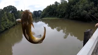 bullhead catfish fishing [upl. by Ylicec]