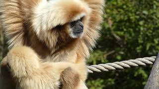 Weißhandgibbon – Hylobates lar [upl. by Susanne]