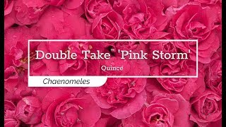 30 Seconds with Double Take™ Pink Storm Quince [upl. by Hefter]