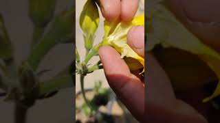 Pachypodium Hand Pollination [upl. by Artamas614]