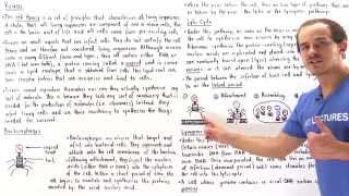 Viruses Lytic Cycle and Lysogenic Cycle [upl. by Rukna]