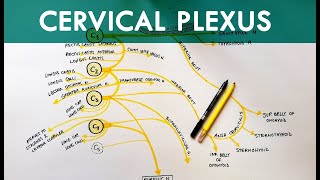 Cervical Plexus  Anatomy Tutorial [upl. by Shantha]