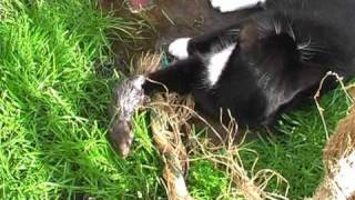 Mitzi the cat catches a baby rat [upl. by Hedvah]