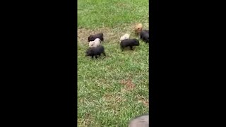 Adorable Piglets Running at the Same Time Toward Their Mom [upl. by Segroeg400]