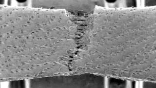 Tensile test in SEM using Deben tensile tester [upl. by Pratte]