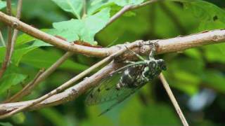 Cicada Cigales du Japon 蝉 セミ [upl. by Norreg617]