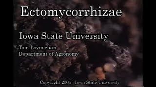 Ectomycorrhizae [upl. by Annekcm324]