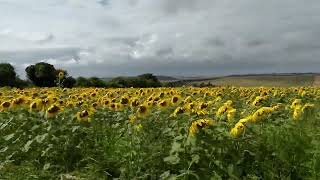 Woodingdean Sunflowers Part 2 of 2 [upl. by Fenn]