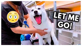 Dramatic Husky Has ANOTHER MELTDOWN at Groomers headphone warning [upl. by Manny]