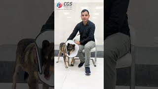 Bruno cataract journey at CGS Hospital veterinary [upl. by Bopp]