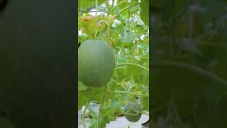 Harvesting cantaloupe melon garden [upl. by Eikcin315]