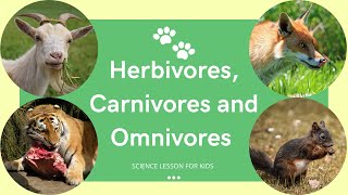 Herbivores Carnivores and Omnivores  What Animals Eat  Types of Animals  Science Lesson for Kids [upl. by Sirkin]