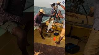 Caught queen fish with trolling boards 🐟 fishing fish shortsfeed [upl. by Sherl]