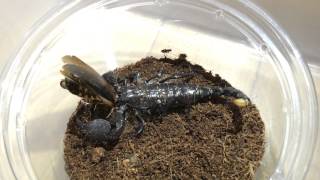 Emperor Scorpion Feeding Blaptica Dubia Roach [upl. by Adnelg25]