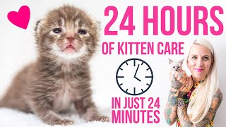 24 Hours in the Life of a Kitten Foster Mom [upl. by Llerod]