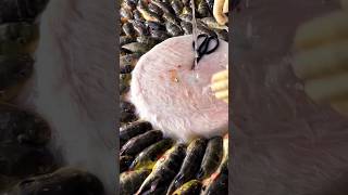 🐡 Grand Fugu Pufferfish Slicing Masterclass  Every Fish lover’s Dream fishcleaning short viral [upl. by Llerahs]