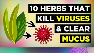 10 Herbs for Healthy Lungs To Clear Mucus amp Viruses [upl. by Carrick959]