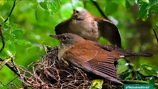 Parent birds feeding their chicks nature [upl. by Anailli]