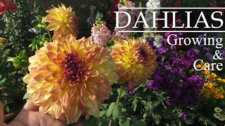 Dahlia Flower  Dahlia Flower Growing  Dahlia Plant Care  How To Grow Dahlias in Pots [upl. by Nnayram668]