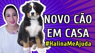 COMO ADAPTAR UM NOVO CACHORRO AO CÃO ANTIGO DA CASA  HalinaMeAjuda [upl. by Mehs471]