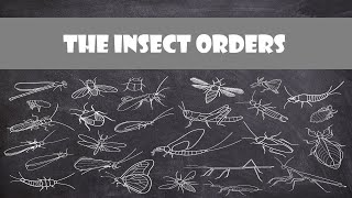 Defining Characteristics of the Insect Orders  Entomology [upl. by Notla]