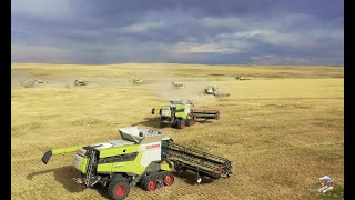 BIG TIME Colorado Wheat Harvest 12 Claas Lexion Combines [upl. by Webber]