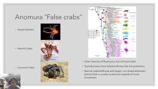 Carcinization of Crustaceans  Christopher Montgomery [upl. by Watkin487]