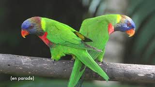 Oiseaux du Parc zoologique et forestier Nouméa NouvelleCalédonie [upl. by Nylyrehc]