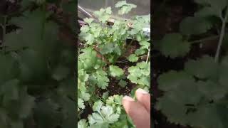 Cilantro  Bolting amp Harvest Tips  cilantro  Zone 7a [upl. by Lolande]