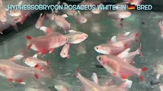 Hyphessobrycon rosaceus WHITE FIN 🇩🇪 bred [upl. by Edroi]