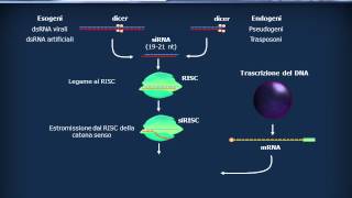 RNA  Citoplasmatici  scRNA siRNA miRNA [upl. by Krall442]