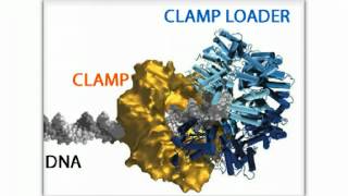 DNA Clamp amp Clamp Loader  Biofundamentals [upl. by Annaiuq823]