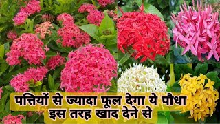 Ixora Plant में फूल के लिए क्या खाद दे और कैसे करें देखभाल  How to Get More Flowering in Ixora [upl. by Uwkuhceki]