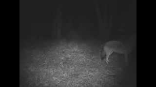 The yiphowl of the coywolves in the Eastern Townships [upl. by Caressa]