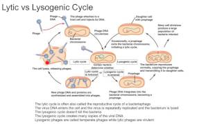 Lytic vs Lysogenic Cycle [upl. by Udela255]