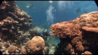 Silver Series  Dive and Snorkel Trips Great Barrier Reef [upl. by Ilil]