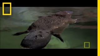 Platypus Parts  National Geographic [upl. by Erised455]