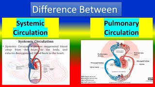 Difference between Systemic Circulation and Pulmonary Circulation [upl. by Adnorhs]