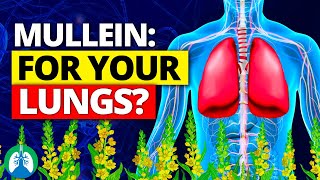 You Wont Believe How Easy LUNG CLEANSE Can Be with Mullein [upl. by Rinum57]