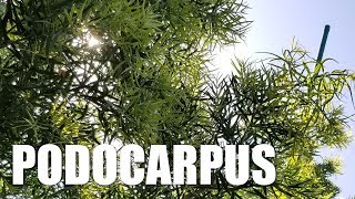 Fern Pine Podocarpus Planting and Trimming  Lucky 7 Landscapes Makeover Part 9 [upl. by Kiraa657]