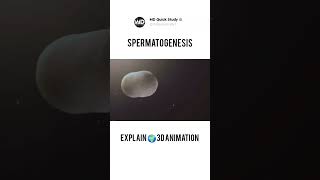 Spermatogenesis Process in Human  3D Animation  Sperm Kaise Banta Hai sperm biology science [upl. by Magee]