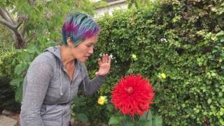 Spectacular Show and Tell Dahlia [upl. by Bernita]