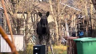 Moose in the neighborhood [upl. by Garry308]