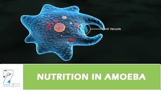 NUTRITION IN AMOEBA [upl. by Bevon955]