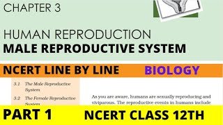 Part1 HUMAN REPRODUCTION Male Reproductive System chapter3 NCERT class 12th biology [upl. by Dot607]